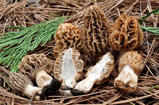 Morchella tridentina